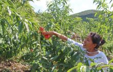 德江龙泉金海雪山果园桃李红满园等您来采摘