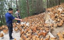 罗场乡:党建引领产业发展 让群众富起来