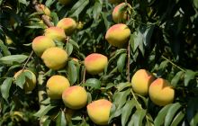 玉屏皇桃 世界“贡”享