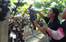 德江龙泉紫串红葡萄可以采摘了等您来品尝