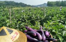 松桃：寨英镇绿色无公害蔬菜喜获丰