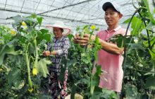 万山区黄道乡依靠科技种大棚蔬菜棚棚丰收