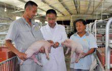 万山区黄道乡仔猪养殖助力脱贫致富