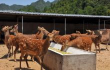 北鹿南养拓出致富新路