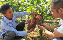 科技示范户的甜蜜事业