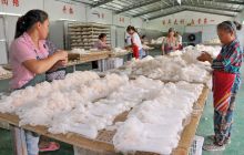 万山区竹荪产业蓬勃发展