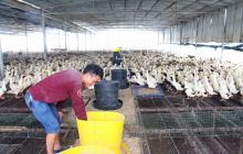 德江县惠民家禽养殖场养殖肉鸭初显成效