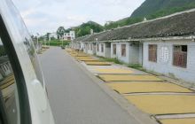 松桃苗乡老百姓丰收忙