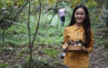 德江“麻菌轮作”叠加效应1000亩冬荪喜获丰收