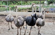 鸵鸟养殖为农走出脱贫致富新路子