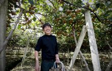 玉屏县朱家场镇猕猴桃喜获丰收