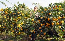 柑橘喜丰收