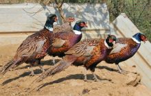 碧江区桐木坪乡卜口村野鸡养殖基地渐成规模