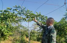 石阡县龙塘镇百香果大丰收