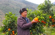 德江脐橙红透了丰收在望