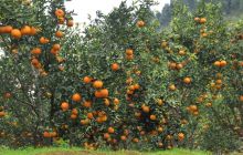 寨桂椪柑红 请君来品尝