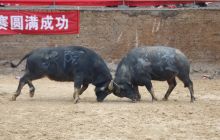 玉屏:牛王争霸迎新年