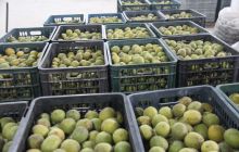 德江罗汉果远销省外