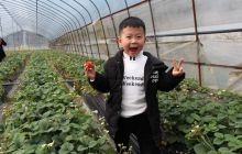 新店镇：快来老寨  享受“莓”好时光