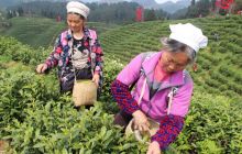 德江县上堰村茶农采茶忙