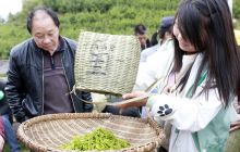 沿河县塘坝镇开展春茶手工采摘比赛活动