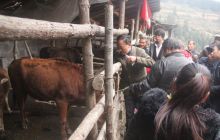 松桃县杨正文荣获〝全国兽医扶贫先锋〞称号