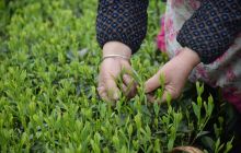 沿河县新景镇采茶忙