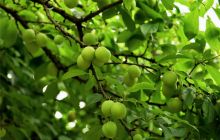 石旮旯里结出生态富民“金果果”