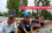 印江县黔江村开展农业产业订单辣椒种植