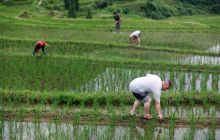 玉屏：夏至田间管护忙