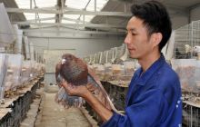 碧江区瓦屋乡养鸽场效益喜人