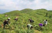 印江:玉龙山上种黄精 群众门前领“三金”