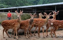 碧江区瓦屋乡梅花鹿养殖场双丰收
