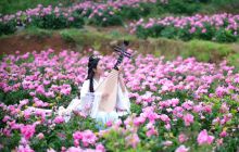 花间聊抚琴