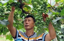 六龙山高山葡萄熟了