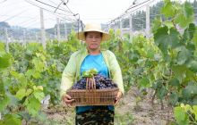 约起，太平营的巨峰葡萄熟了