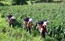 松桃寨英400亩无公害蔬菜基地喜获丰收