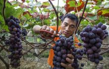 德江县龙泉乡居池坝村紫串红葡萄熟了