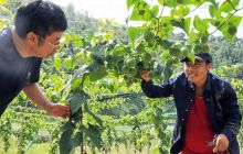 碧江区和平乡罗汉果丰收在望