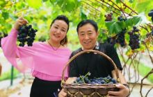 思南：2万余斤高端葡萄进入丰收季