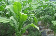 松桃县盘报村烤烟喜获丰收