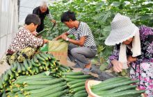 万山区黄瓜上市正当时