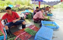 碧江区桐木坪乡韭菜产业旺