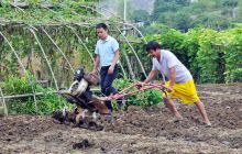 碧江区柑子冲村秋种忙