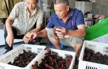 江口县远腾水产养殖龙虾喜获丰收