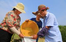 碧江区滑石乡白水贡米喜获丰收