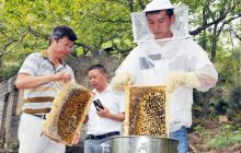 90后养蜂人坚持不懈走出一片天