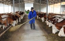 华诚牧业在万山养牛“真牛”