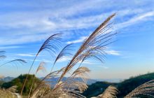 德江旋溪村：微风唱歌、茶叶伴舞、风景独好