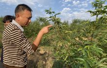 德江县桶井乡下坪村：花椒产业好 驻村干部忙
